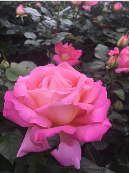 Roses